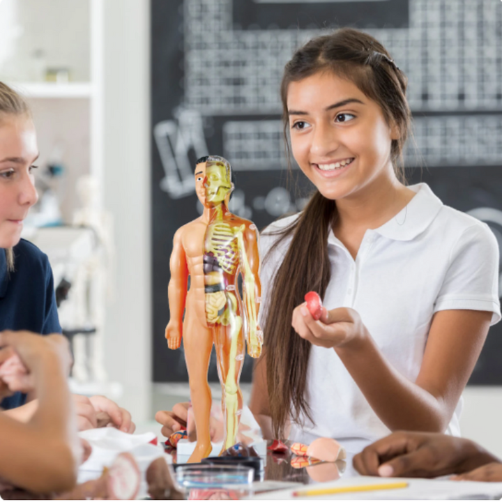 Pedagogisk 3D Anatomimodell for Barn