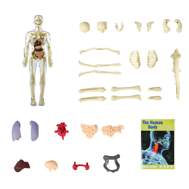 3D Anatomisk Skjelettmodell Leksaker - PVC Trygg og Lærerik