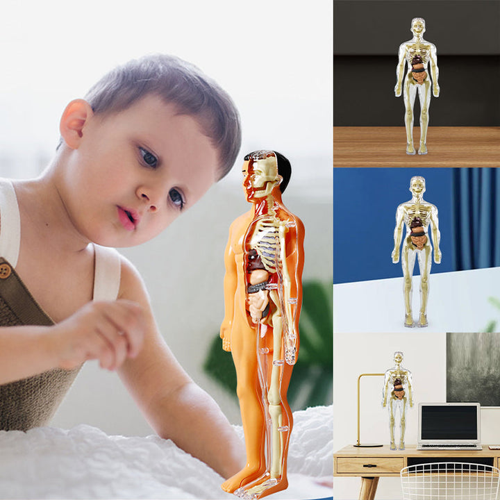 3D Anatomisk Skjelettmodell Leksaker - PVC Trygg og Lærerik
