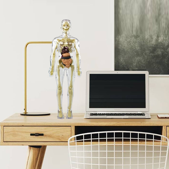 3D Anatomisk Skjelettmodell Leksaker - PVC Trygg og Lærerik